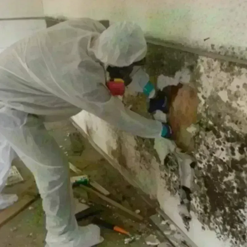 Mold Remediation and Removal in Little Silver, NJ